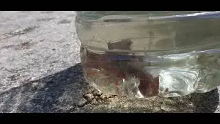 Я ПЕРВЫЙ РАЗ УВИДЕЛА ЛАНГУСТА !!! 😀( живого, как рак)