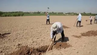 Узум қаламчаларини экиш - Uzum qalamchalarini ekish