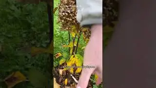 Обрезка гортензии осенью #дача #сад #garden #цветы #plants #огород #гортензияметельчатая