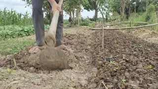 កាប់ដីដាំស្ពៃក្រញ៉ាញ់
