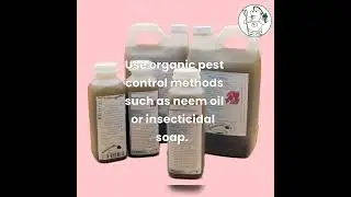 Organic Ginger Growing Made Easy Proven Methods and Techniques is now ready