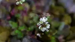 a tiny little flower