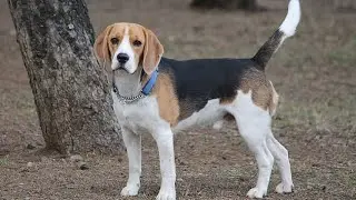 Top 50 curiosities about BEAGLES