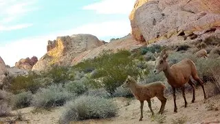 Desert Bighorn Sheep - Lambs & Ewes
