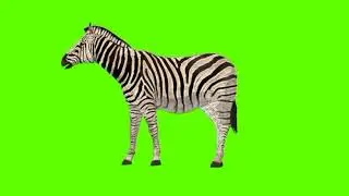 Green screen Zebra video | Zebra turn left green screen