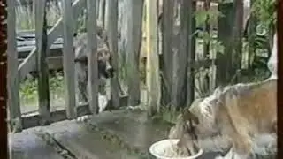 Голод собачий, ржака смотреть всем)))