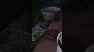 Основной инстинкт