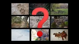 GUÍA VISUAL 👀 DE RASTROS 🐾💩🦴🥚: TEST DE RASTROS (2)