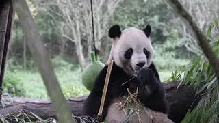 Tai Shan , American born Male Panda, Panda Paradise, Dujiangyan, China