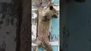 Түлкүнү жазалаган байке😉😉😉