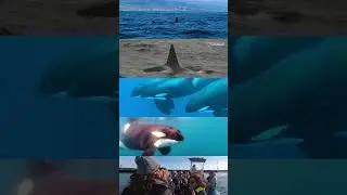 See killer whales in the Azores Islands | Futurismo | Whale Watching | Orcas