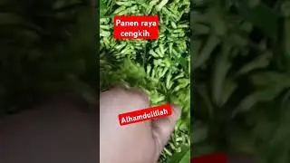 panen raya cengkih