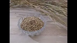 Coriander seeds harvesting