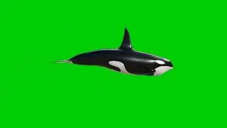 Green Screen Whale Effect |