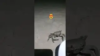 Кубинские обитатели ☺