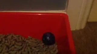 The adventuresome beautiful blue bouncy bouncing ball that bounces