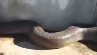 World's largest Anaconda found dead