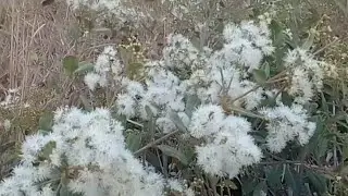 FLORADA ESPETACULAR PARA AS ABELHAS