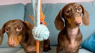 DOGS OF TIKTOK COMPILATION || Part 3