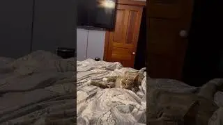 High five kitty #epiccatfights #funnycatfight