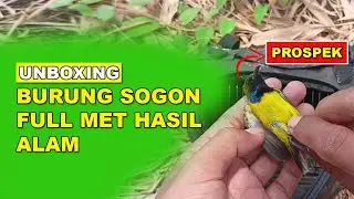 Unboxing Burung Sogon Metalik Prospek Hasil Mikat di Alam.