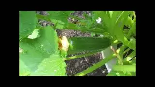 3 summer squash varieties