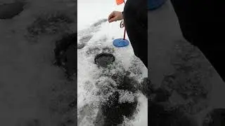 жерлици 3 уводь