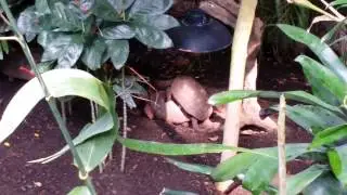Porn at the zoo, slow love