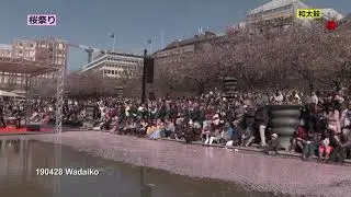 The Sakura Festival  ストックホルムで開春さくら祭り (2019)