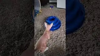 Котенок сфинкс Персей играет #сфинкс