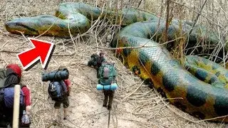 10 Biggest Snakes Ever Found