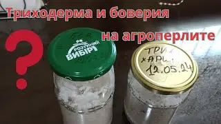 Выращивание в домашних условиях триходермы и боверии на агроперлите. Биопрепараты самостоятельно.