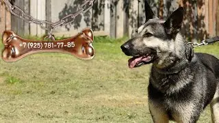 Джерри