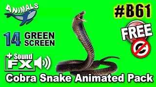 Cobra Snake Green Screen 3D