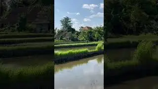 Как сажают рис 🌾 на Бали 😅 