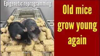 Aging of Mice reversed | Loss of Epigenetic information can drive Aging, Restoration can reverse it
