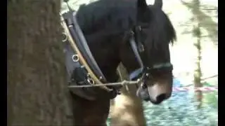 About Forestry Management - Horse Logging/ Conservation