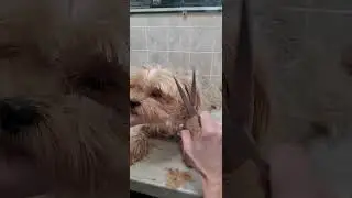 Trimming the hair on a dogs face with scissors, no restraints, dog grooming from home, Yorkie