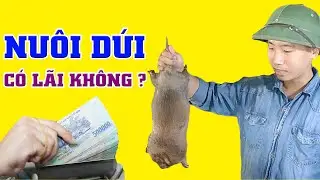 Chìa Khóa Thành Công Trong Nuôi Dúi Mốc Đại Và Dúi Má Đào Của Chàng Thanh Niên Trẻ Giữa Lòng Thủ Đô
