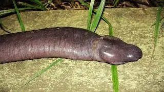 LOS 8 ANIMALES MÁS RAROS DEL MUNDO