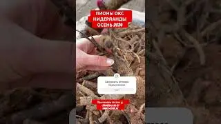 Корни пионов напрямую из голландских питомников.Осень 2024