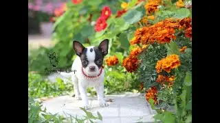 МИНИ ЧИХУАХУА / Щенки мини ЧИХУА / Puppy smoll chivava