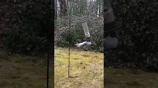 карусель для белки🤣