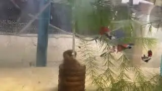 Red dragon snake skin guppy