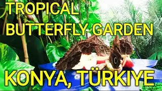 [4K] AMAZING TROPICAL BUTTERFLY GARDEN KONYA TÜRKIYE WALKING TOUR/ TROPİKAL KELEBEK 🦋 BAHÇESİ KONYA