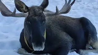Покормим лосиху?)