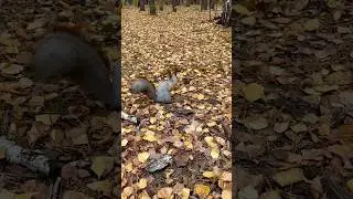 Белка готовит запасы к зиме😍 Закапывает орешки🐿️🌰