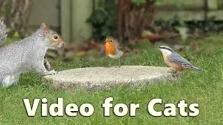 Cat TV ~ A Perfect Video for Cats to Watch Birds and Squirrels