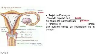 Vidéo 1 sur le chapitre 9.2.   La grossesse, des gamètes au foetus