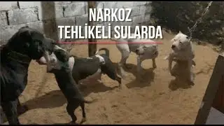 CANE CORSO NARKOZ PİTBULL AŞİL’İN MEKANINA ÇÖKTÜ